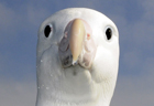Gibsons wandering albatross267 copy.jpg